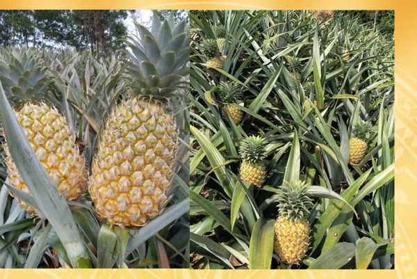 Xã Bạch Đằng sau sáp nhập: Mở hướng phát triển vùng chuyên canh dứa