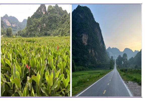 Xã Nguyễn Huệ thúc đẩy phát triển cây dong riềng thành hàng hóa