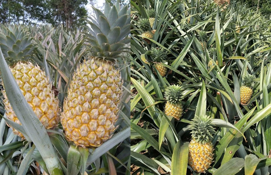 Bach Dang Anh bia (1) copy Copy